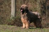 BRIARD 057